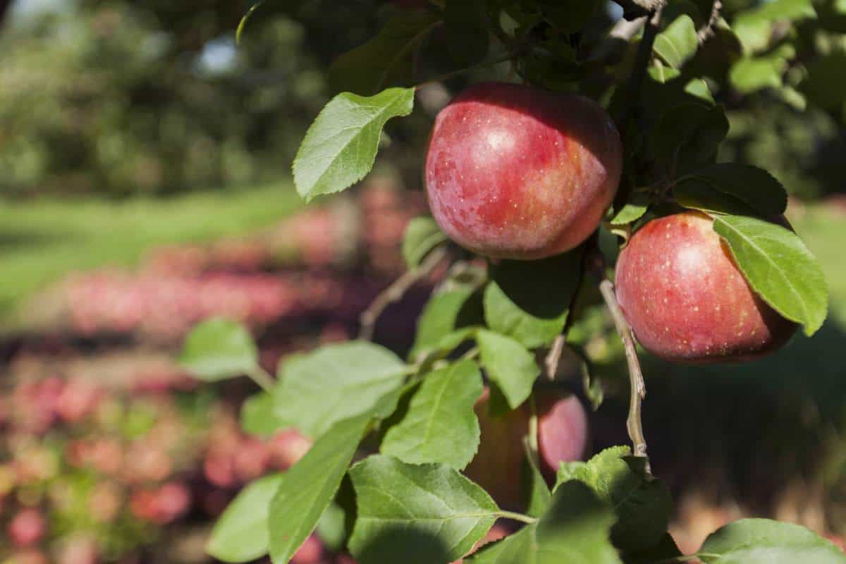 5 Things Hudson Valley Fall Apple Picking