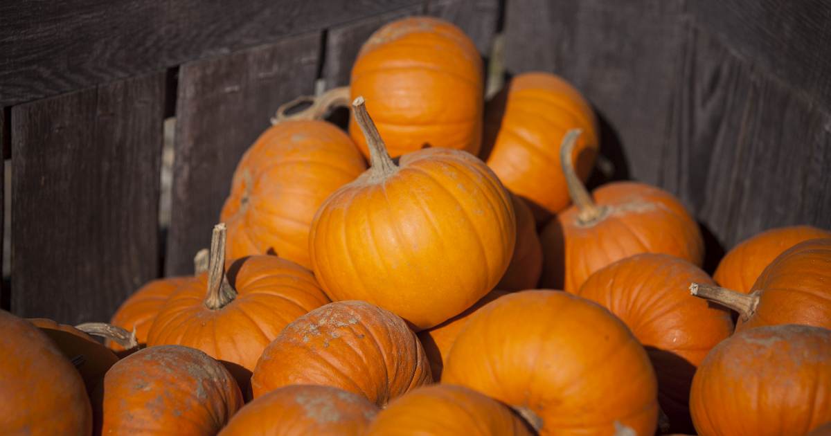 【新品、送料込みに変更可】SANTACRUZ 5.4 Pumpkin Inflation and drought drive up pumpkin prices this season | KSNF
