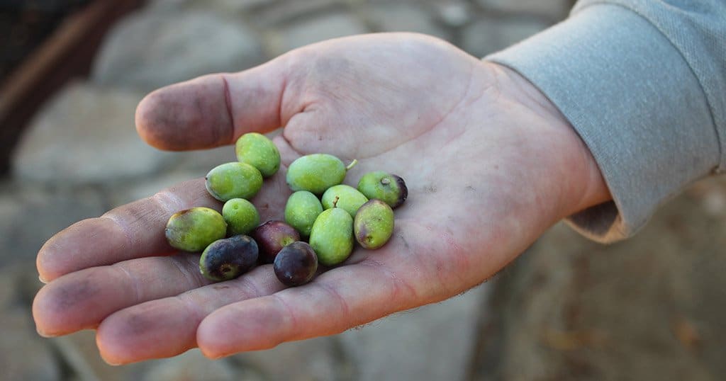 CIA Students Get Hands-on Experience by Olive Harvesting in the Napa Valley