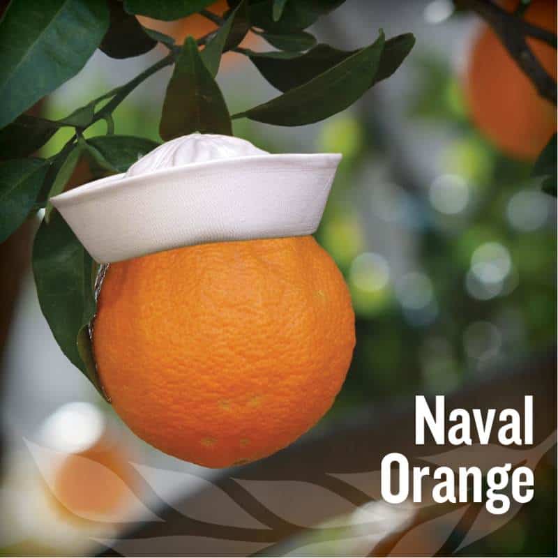 fathers day - Naval Orange