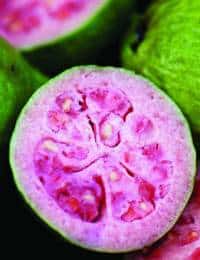 Close-up of a sliced guava displaying its vibrant pink interior and seeds, contrasting with the green outer skin of the fruit.