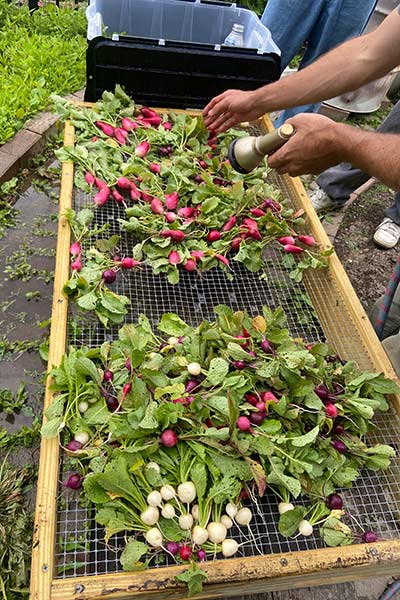 Image of CIA students washing off vegetables from a CIA student garden.
