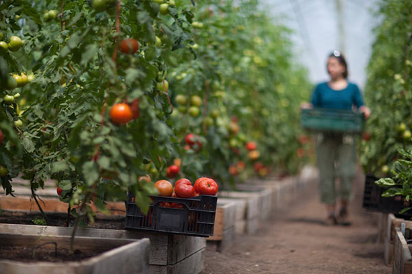 Image of tomatoes sitting in a black bin in a green house.