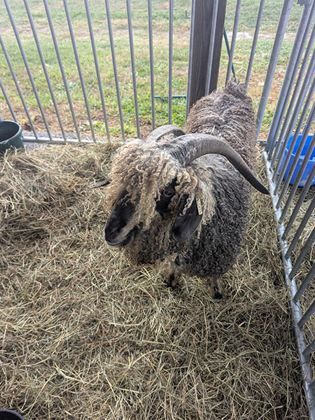 Image of a sheep at the Rhinebeck Sheep and Wool Festival.